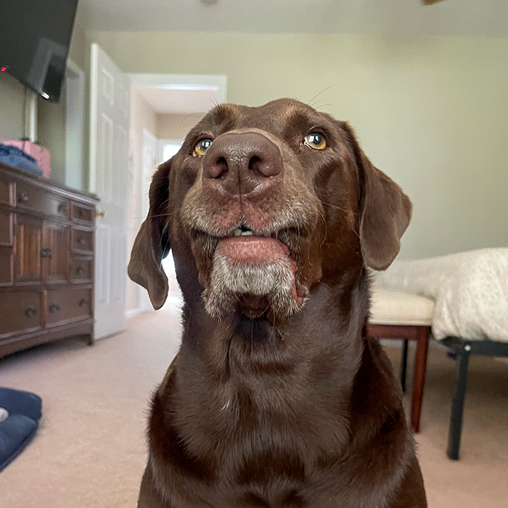 Daisy