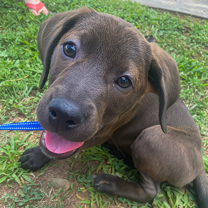Kona